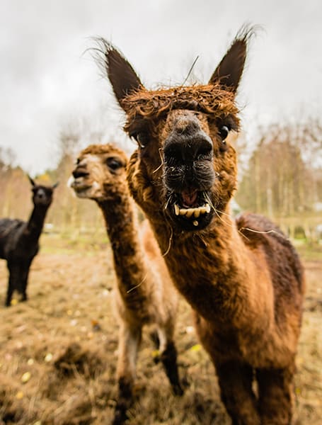 donation to a llama farm